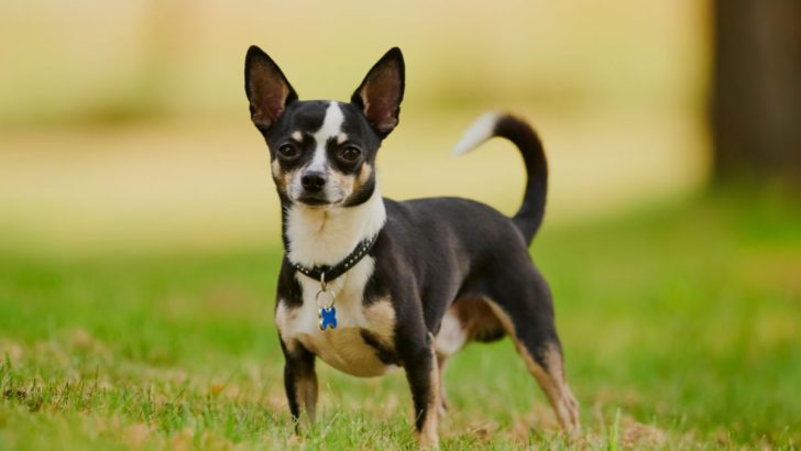 51 Cute Chihuahua Mixes For Apartment Living (With Pictures)