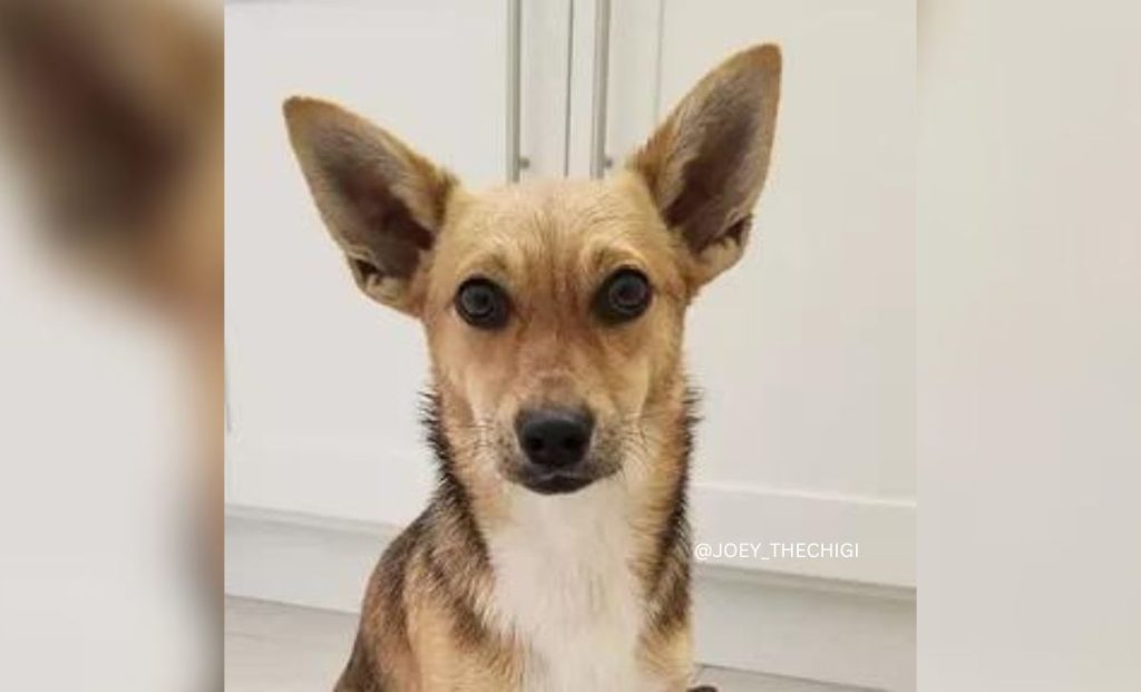  Chihuahua Corgi Mix - Chigi 