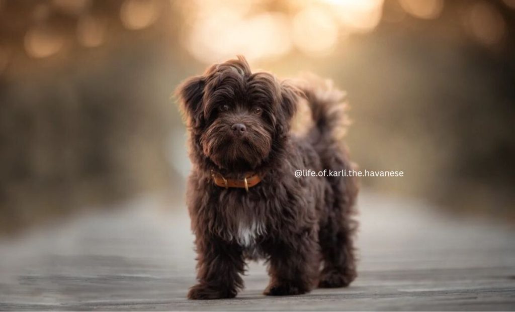 chocolate havanese color