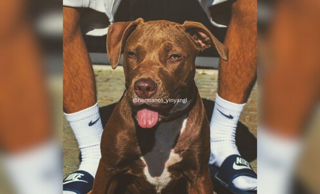 Chocolate Pitbull 