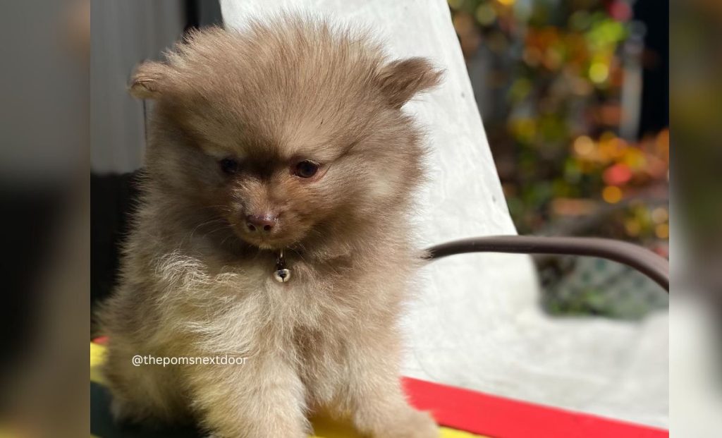 chocolate sable pomeranian color