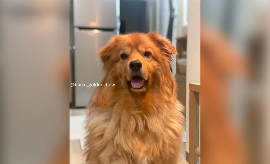 Golden Chow