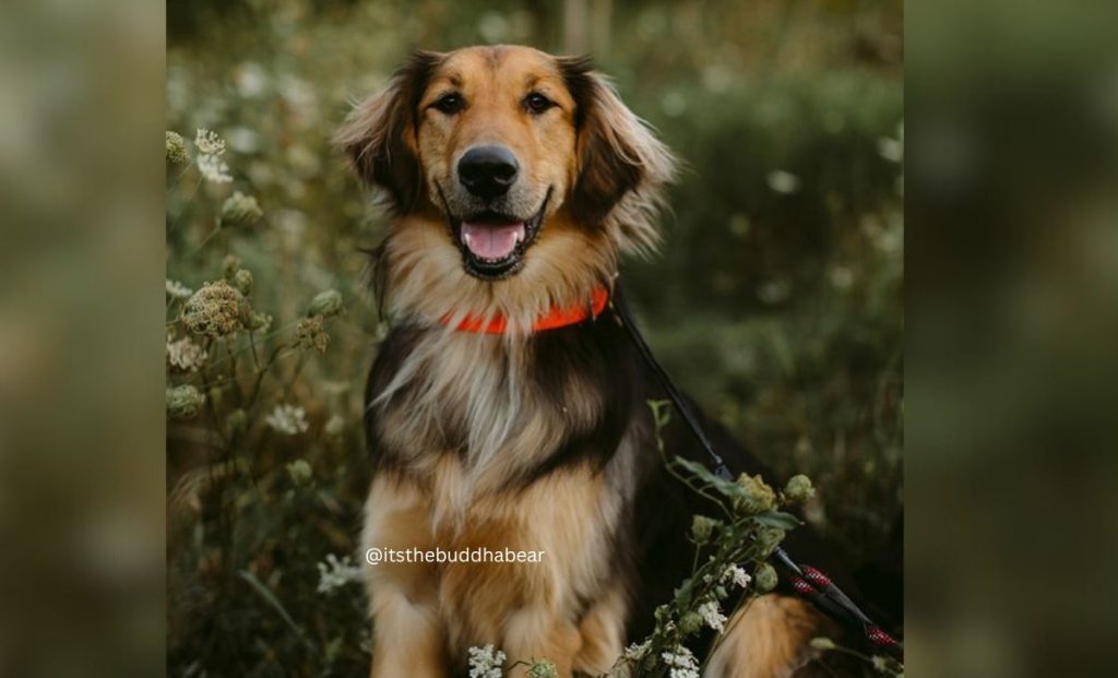 Golden Spaniel