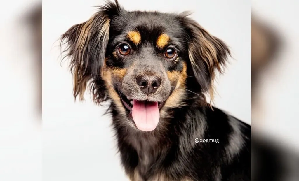 Chihuahua x Cocker Spaniel