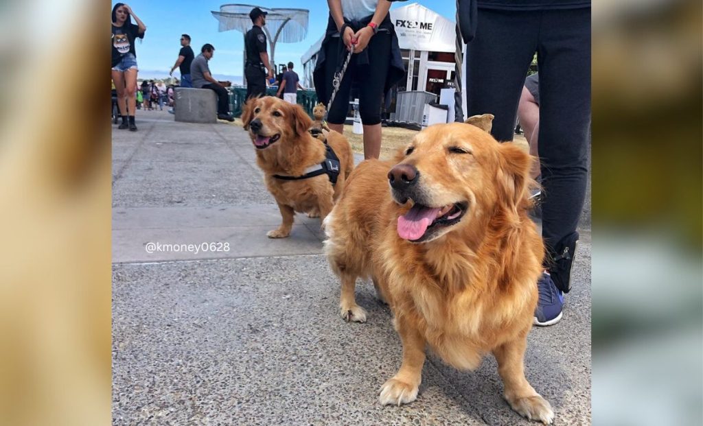 Golden Corgi  