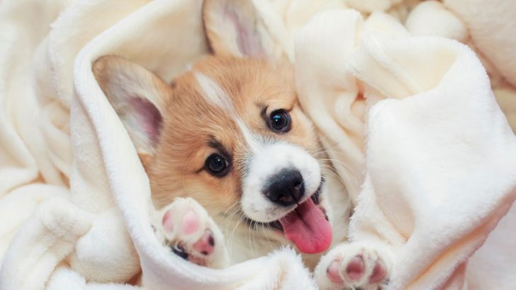 27 Corgi Mixes With Pictures To Show Their Adorableness