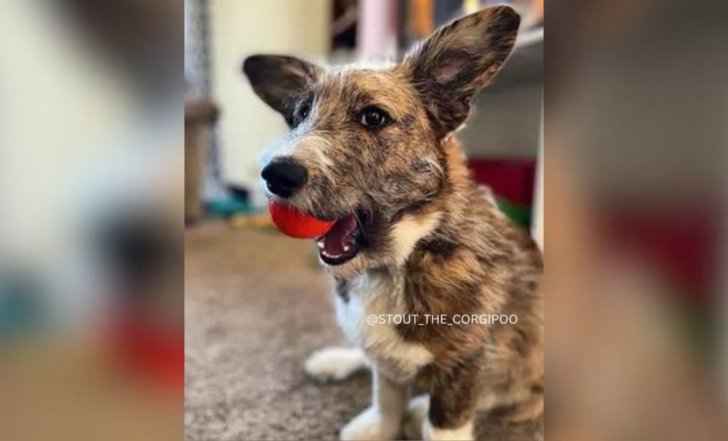 Corgi Poodle Mix - Corgipoo 