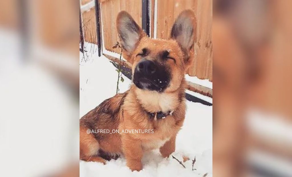 Corgi German Shepherd Mix - Corman Shepherd