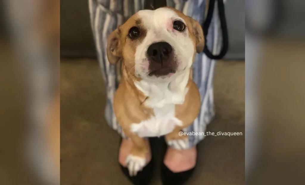 Pitbull Corgi Mix