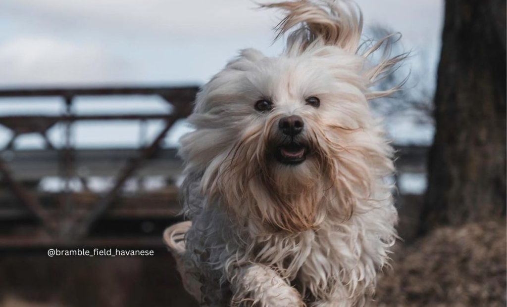 cream havanese color