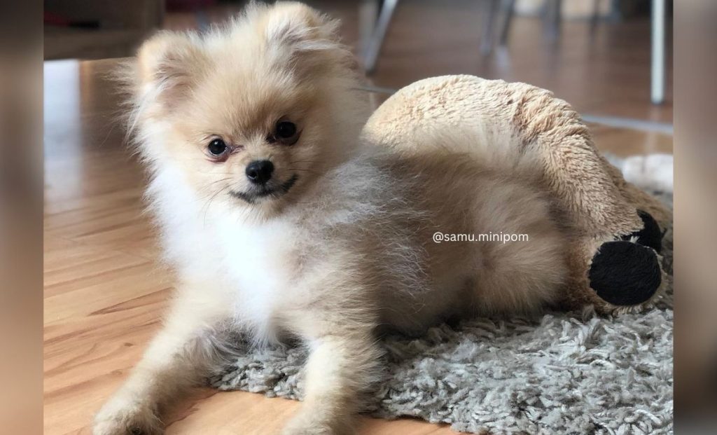 cream sable pomeranian