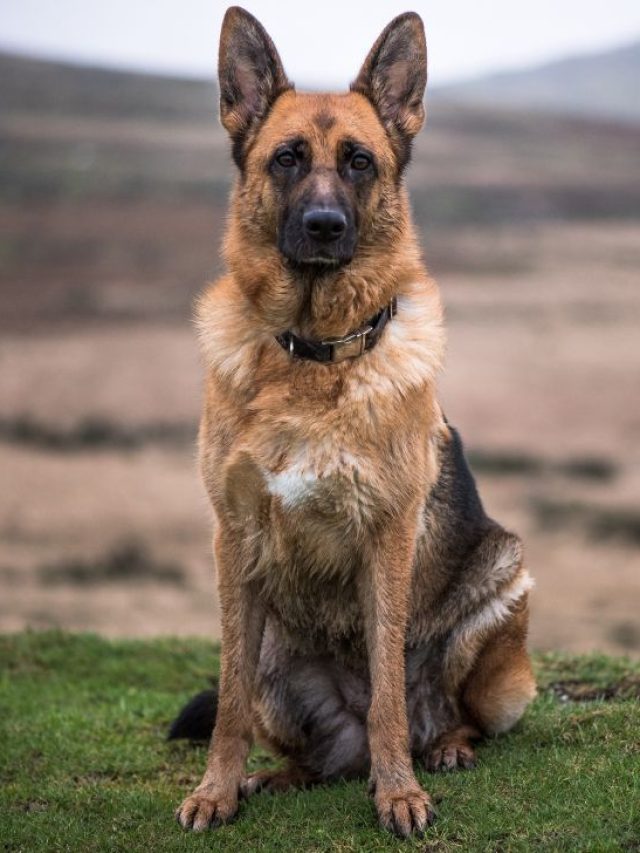 German shepherd - The 15 Gorgeous German Shepherd Colors (With Pictures)