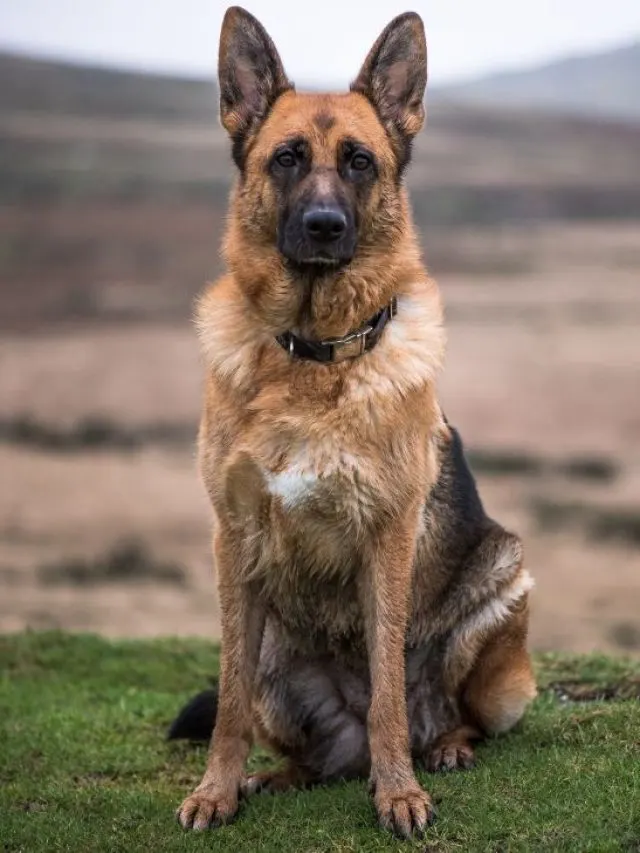 German shepherd - The 15 Gorgeous German Shepherd Colors (With Pictures)