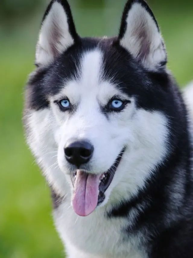 Husky white and black