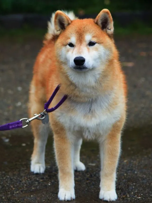 Japanese akita inu naslovna