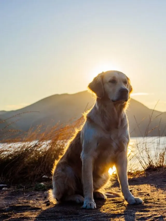 Labrador adult white