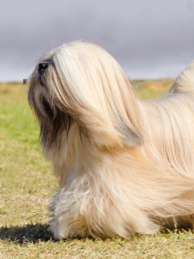 Lhasa Apso  