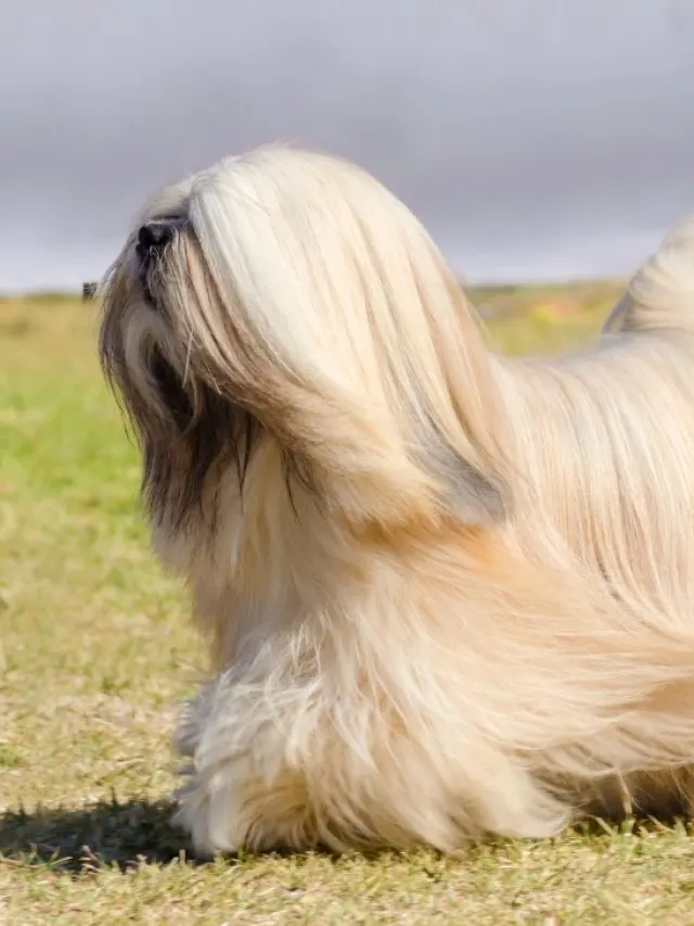Lhasa Apso  