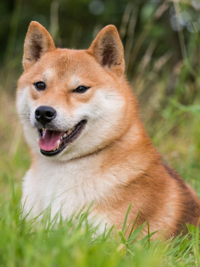 Shiba Inu