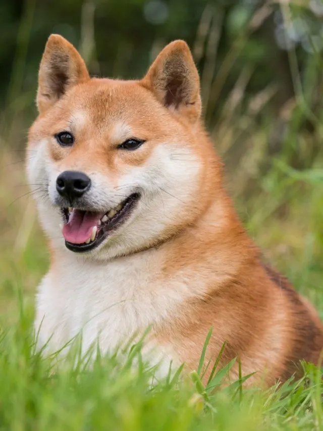 Shiba Inu