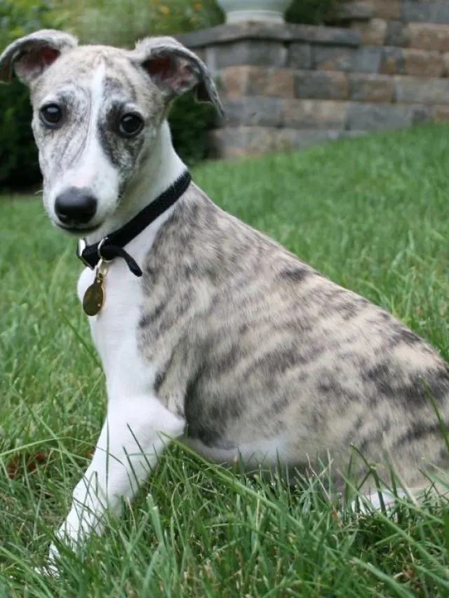 Whippet Colors And Unique Marking