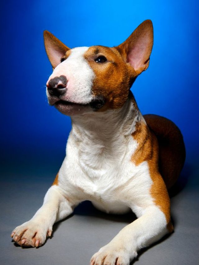 Golden Bull Terrier
