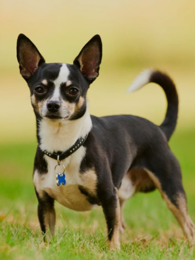 chihuahua