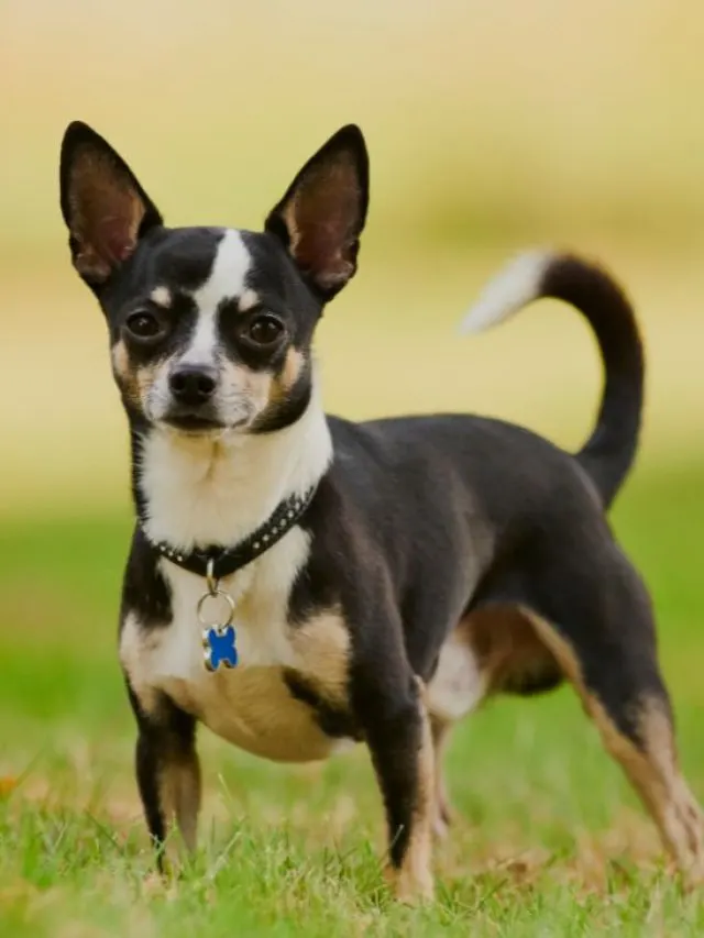 chihuahua