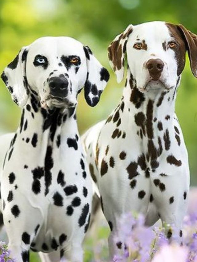 dalmatian colors