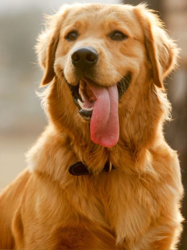 golden retriever naslovna
