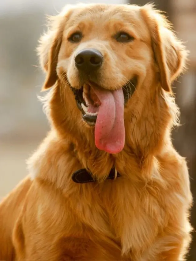 golden retriever naslovna