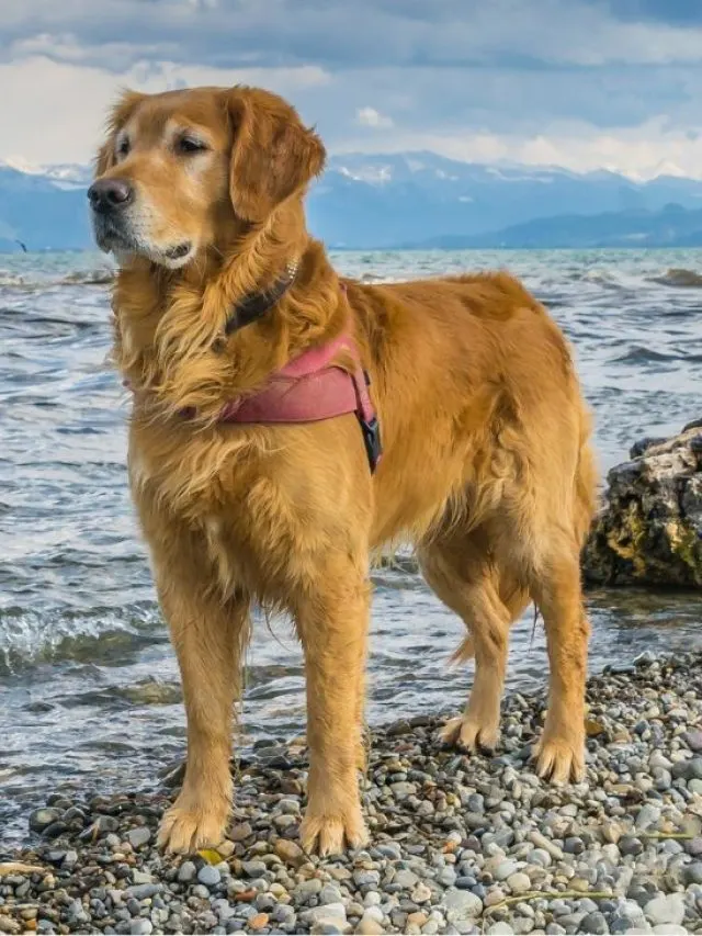 Golden retriever