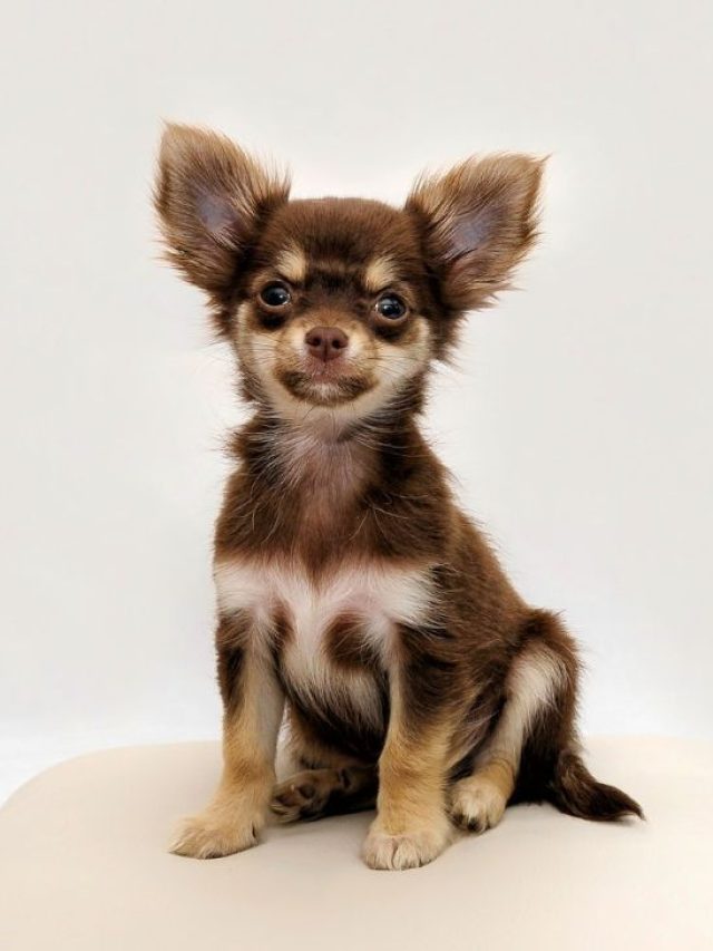 Chihuahua x Chow Chow