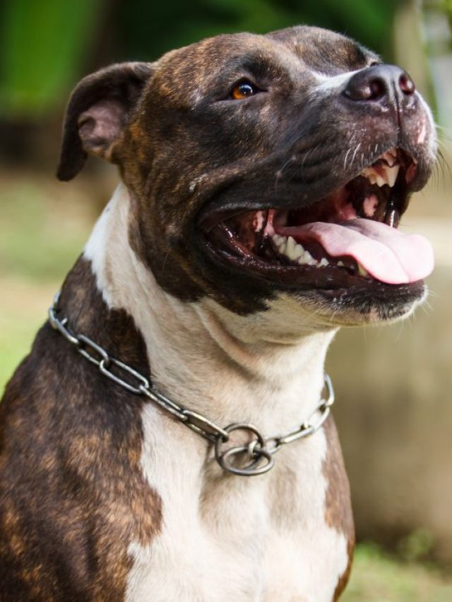 pitbull colors
