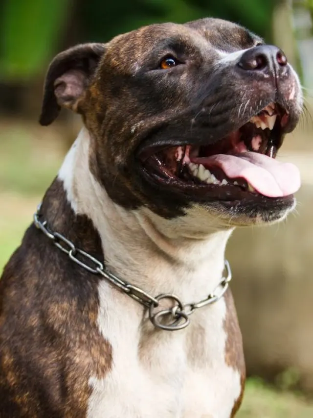 pitbull colors