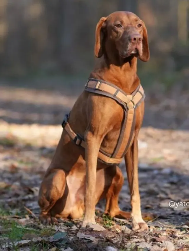 Red golden vizsla