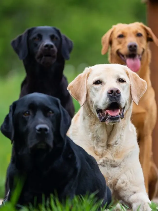three colors labrador
