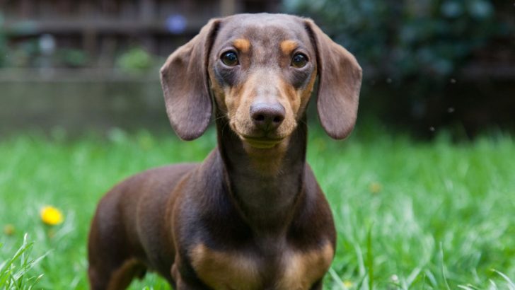 The 17 Fascinating Dachshund Colors And Patterns