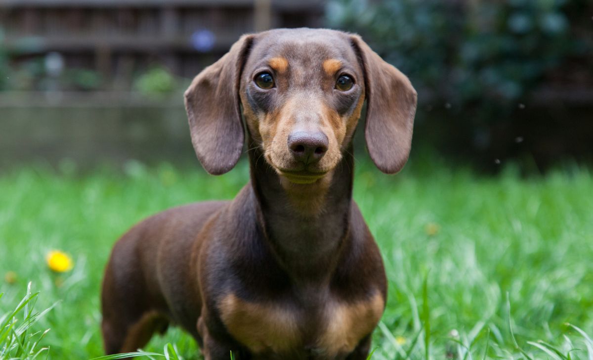 can a piebald dachshund have blue eyes