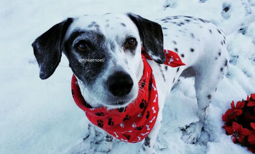 Chihuahua x Dalmatian