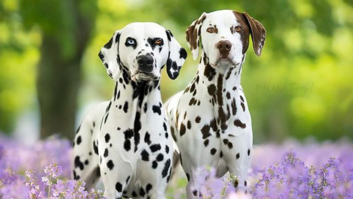 11 Dalmatian Colors And Their Surprising Varieties