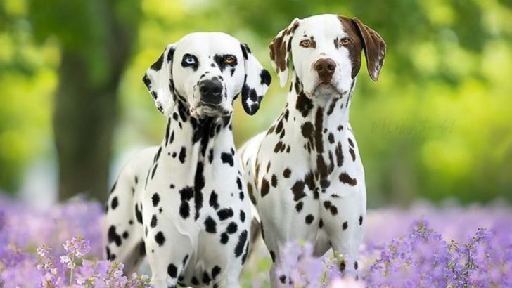 Blue merle dalmatian hotsell