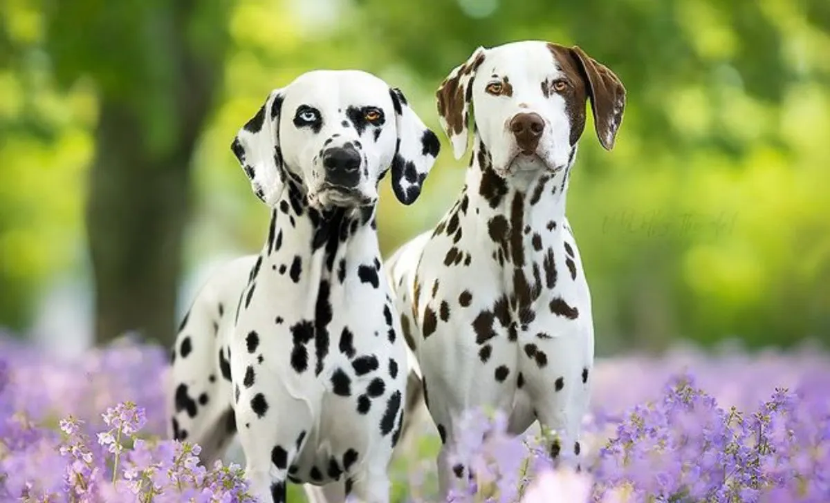 dalmatian colors