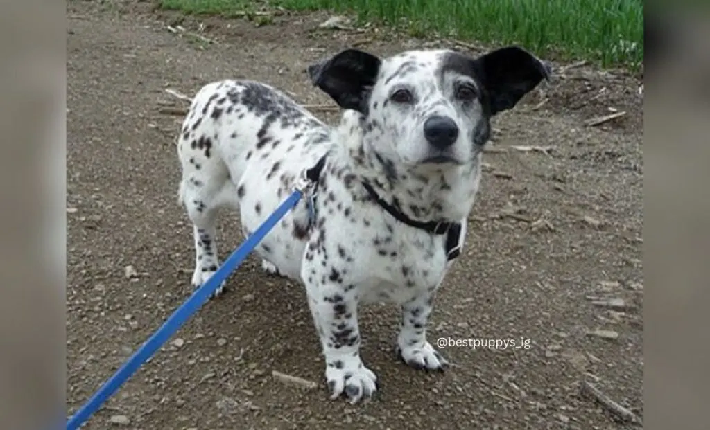 Corgi Dalmatian Mix