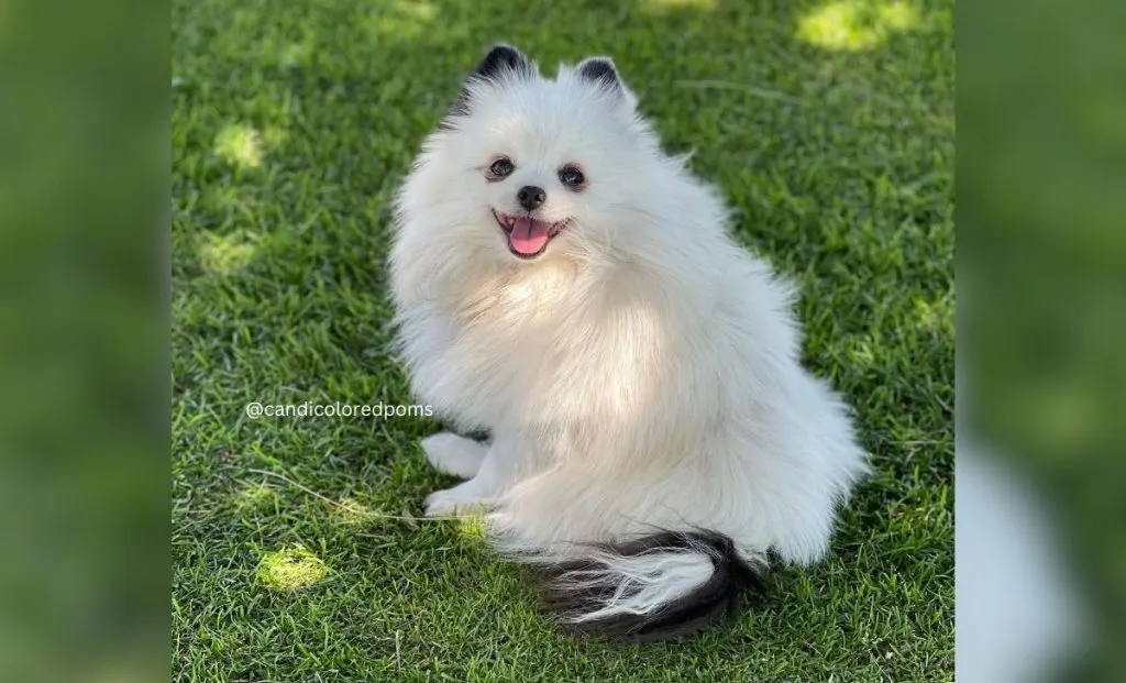 extreme piebald parti color pomeranian