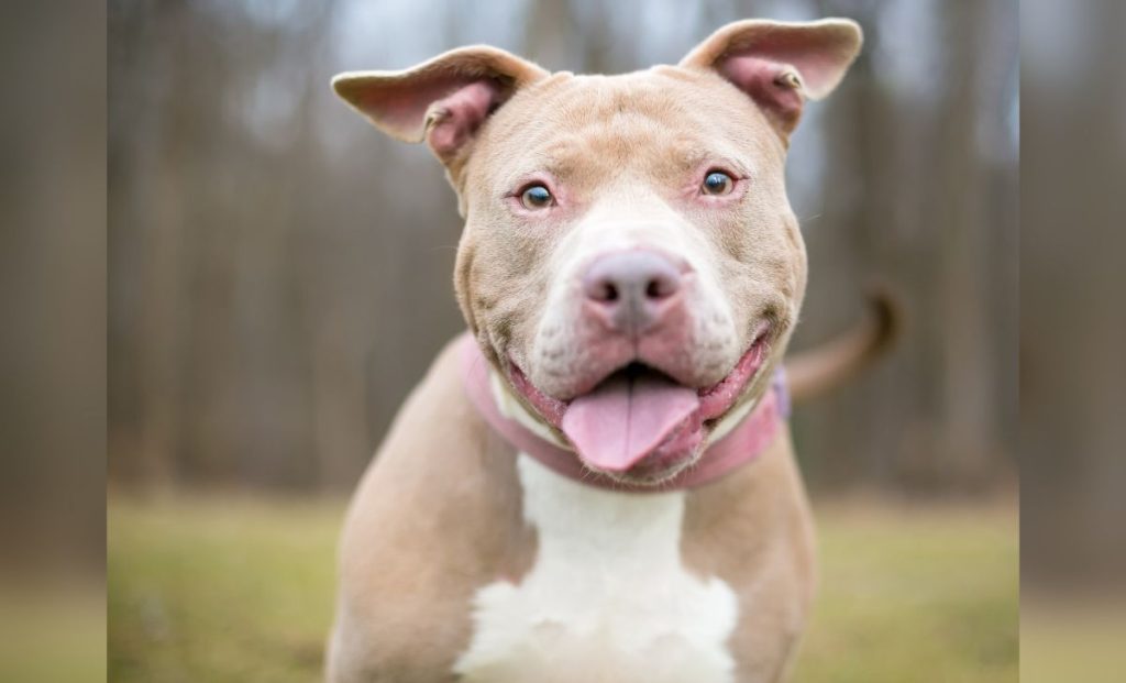 Fawn And White Pitbull 