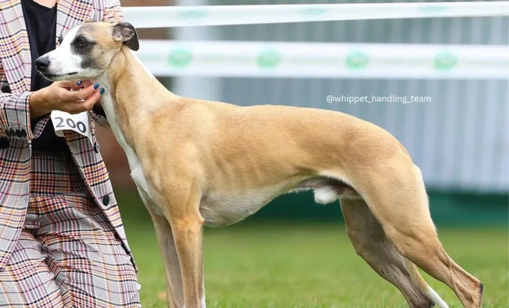 fawn whippet color