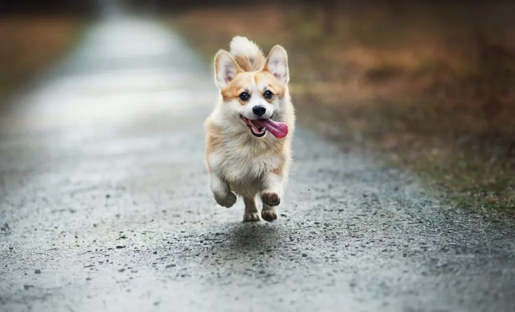 four months old corgi