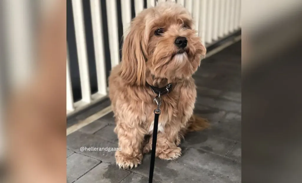 gold havanese color