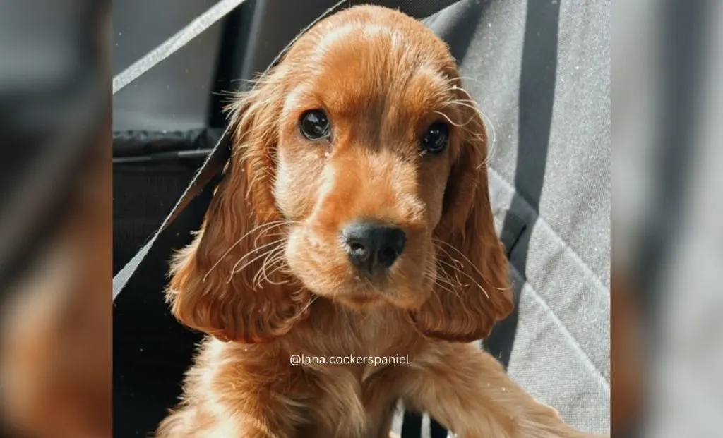 golden cocker spaniel color